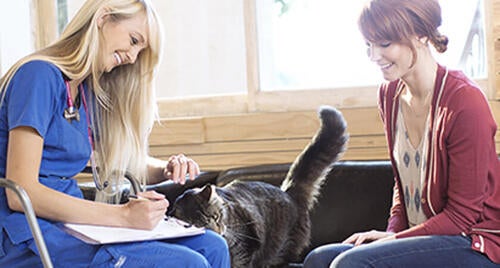 Two people sitting on couch with cat