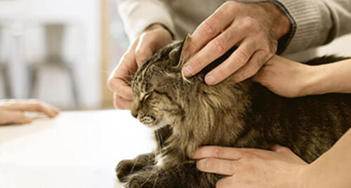 Vet examining cat